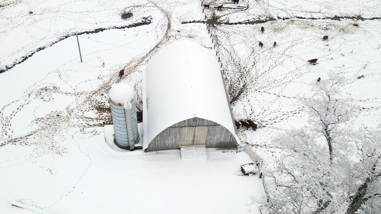 белый коровник рядом с дорогой с коровами