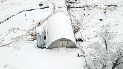 white-barn-next-to-the-road-with-cows