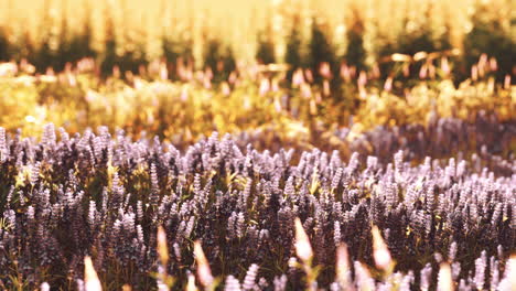 campo de lavanda en flor bajo los colores de la puesta de sol de verano