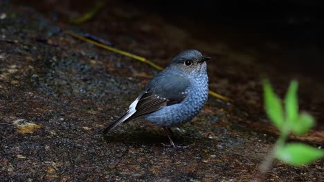 this female plumbeous redstart is not as colourful as the male but sure it is so fluffy as a ball of a cute bird