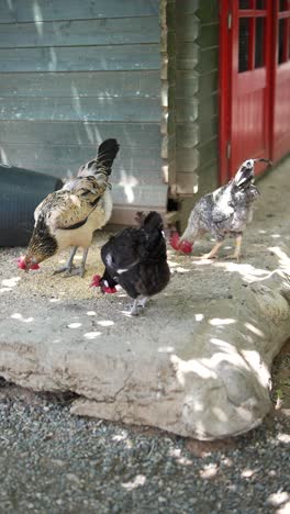 chickens feeding in a backyard