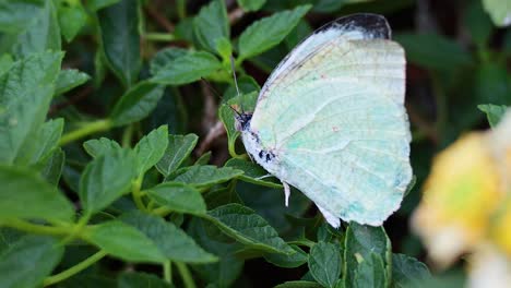 butterfly resting on green leaves in a park