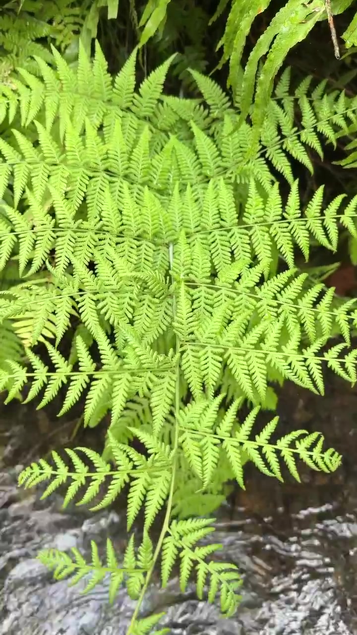 Fronda di felce verde che si affaccia su un ruscello che scorre nel bosco