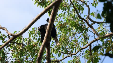 Seen-from-under-preening-and-then-looks-forward,-Wreathed-Hornbill-Rhyticeros-undulatus,-Female,-Thailand