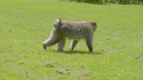 Walking-in-an-open-grassland-of-the-Trentham-Forest-Monkey,-a-Barbabry-Macaque,-Macaca-sylvanus-is-looking-around-for-some-food-to-eat