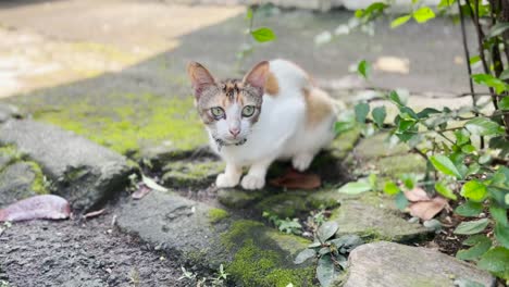 spayed stray female calico cat with ear tipped