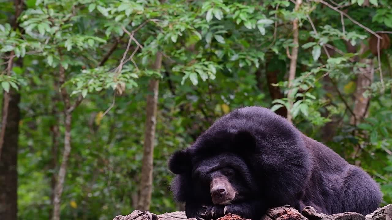 oso malayo a punto de quedarse dormido, helarctos malayanus