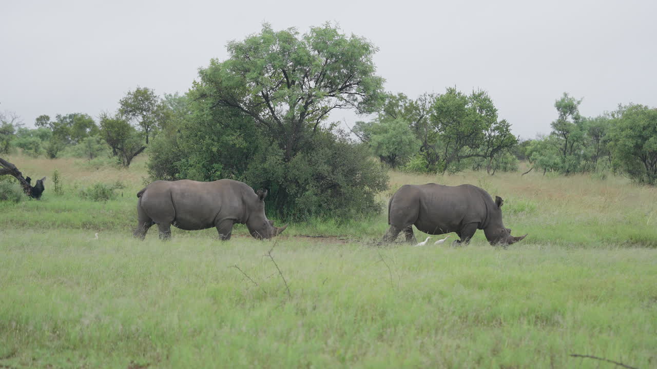 White Rhinos in African Savanna