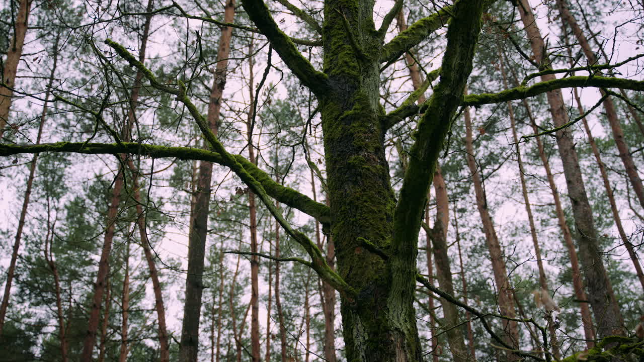 Forest Canopy with Mossy Trunk