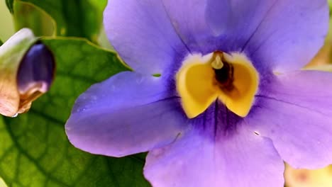 Nature-busy-at-work-as-insect-pollinates-beautiful-wildflower-in-bloom