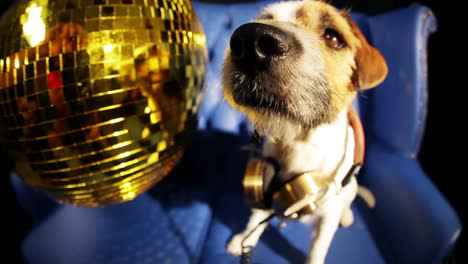 Perro-Gold-Disco-4K-13