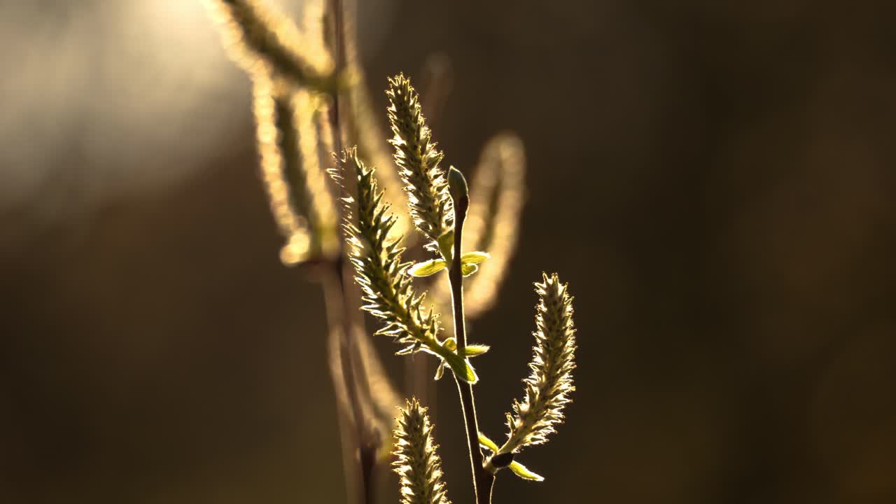 It's spring, and the plants are beginning to bloom. The sun is setting, illuminating a plant.