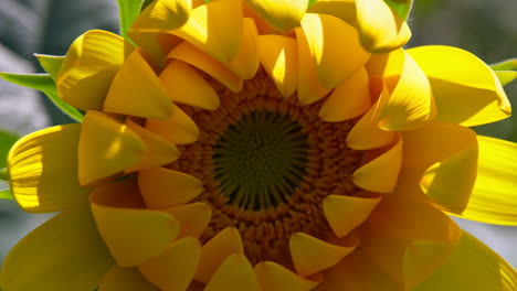 close-up of a sunflower bud starting to open
