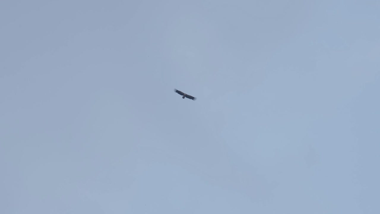 volando alto hacia la izquierda navegando por un cielo azul brumoso, buitre leonado del himalaya gyps himalayensis, tailandia