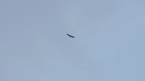 volando alto hacia la izquierda navegando por un cielo azul brumoso, buitre leonado del himalaya gyps himalayensis, tailandia