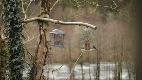 Lapso-De-Tiempo-Tit-Pájaros-Y-Petirrojos-Comiendo-De-Dos-Comederos-Para-Pájaros-Con-El-Río-Afon-Lledr-En-Segundo-Plano.