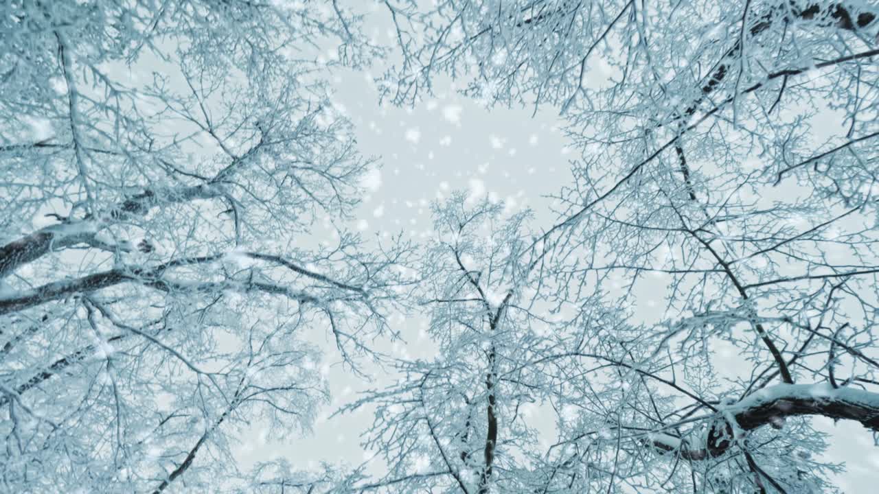 Dramatic low angle POV shot looking up at tall treetops while walking through a snowy winter forest. Misty atmosphere with clean white sky, perfect for cinematic backgrounds
