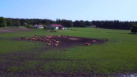 Magic-aerial-top-view-flight-herd-of-cows-on-Pasture-meadow,-czech-republic-in-Europe,-summer-day-of-2023