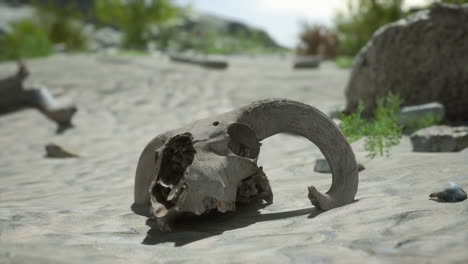 a ram skull in the desert