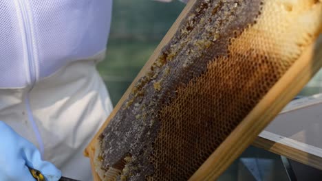 Crop-farmer-combing-hive-in-bee-yard