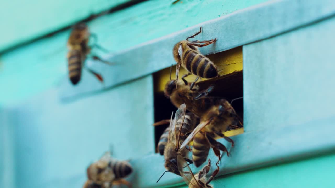 Swarm of bees crawling at the entrance of blue beehive. Busy honey bees flutter their wings and crawl. Apiary concept. Macro shot
