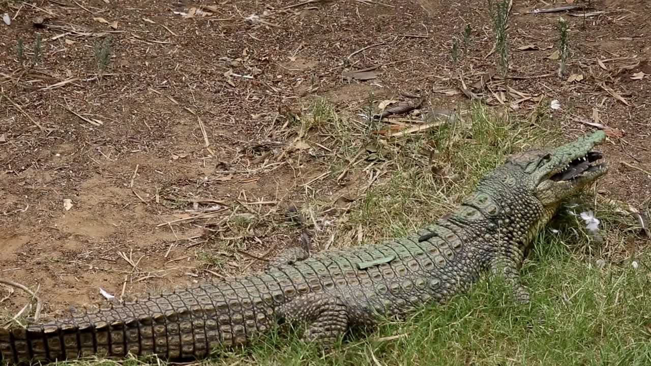 Nile crocodile swallowing a rock pigeon it has caught, he swallows the pigeon whole with all its feathers