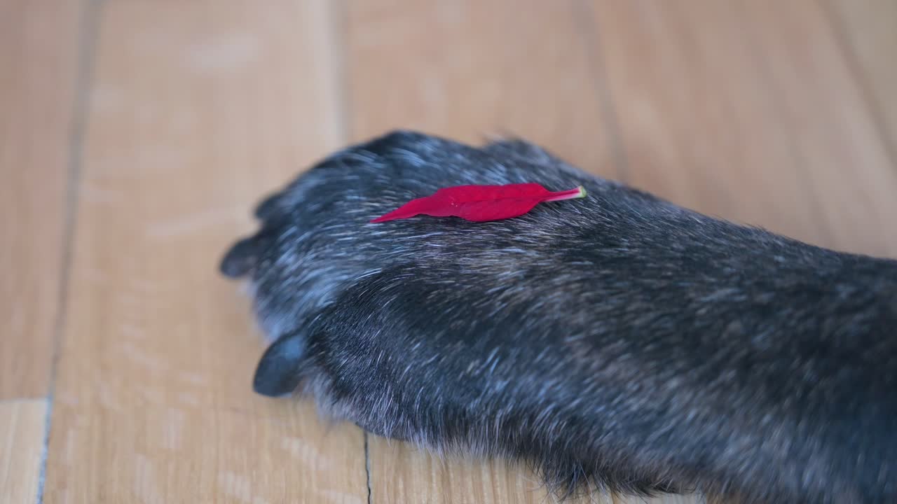 작은 은 포인세티아 잎이 은 검은 개 발바닥 위에 보인다