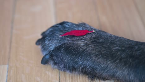 a tiny red poinsettia leaf is seen on top of a senior black dog's paw