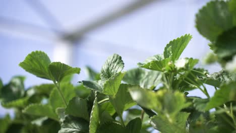 Vista-De-Cerca-De-Las-Hojas-En-Una-Granja-De-Frutas-Dentro-Del-Invernadero-De-Cultivo