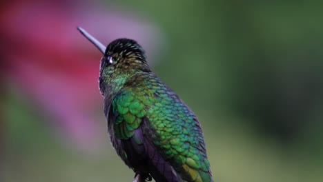 un lindo colibrí talamanca inquieto con increíbles colores de plumaje, de pie en una rama, mirando a su alrededor, luego volando lejos