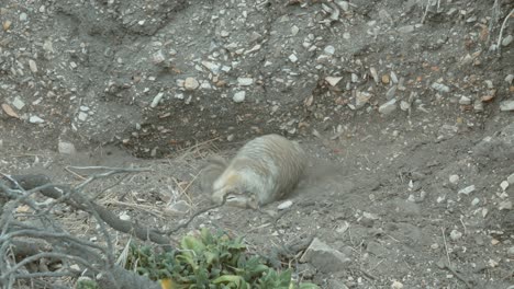 small-brown-squirrel-rolling-around-in-the-dirt-and-rocks-near-coastal-cliffs-on-overcast-summer-day