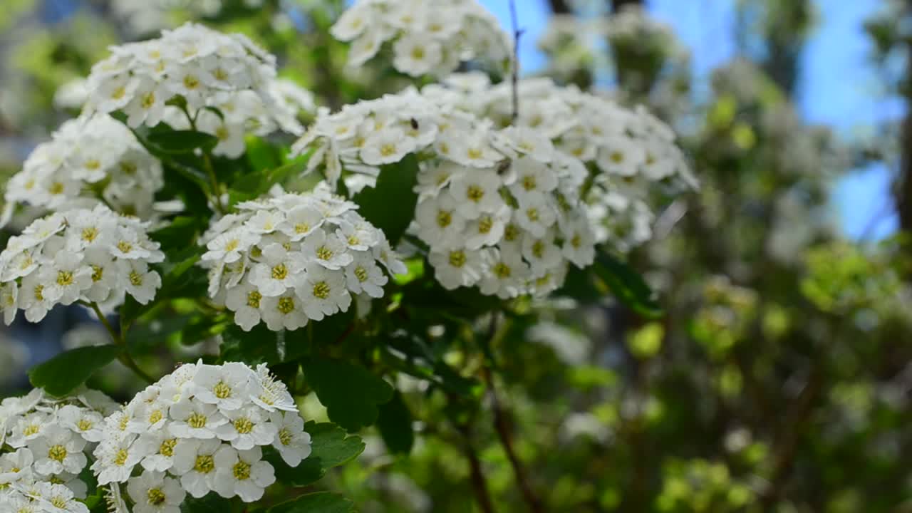 Bush in the spring. Spirea alpine spring flower - white flowering shrub