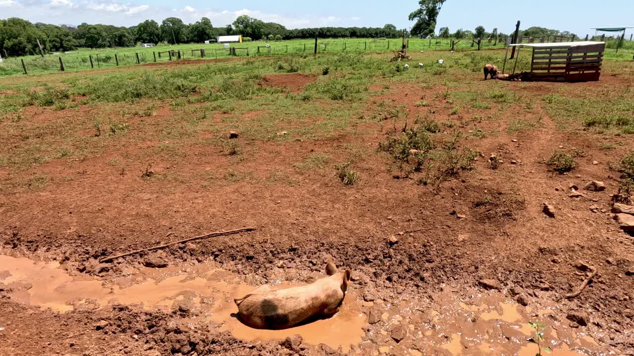 un cerdo escapa de su corral y luego regresa.