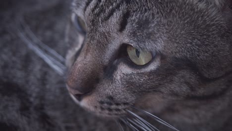 portrait of a brown cat face in slow motion - tired cat relaxing on the street in 4k high quality footage - rack focus - view from above