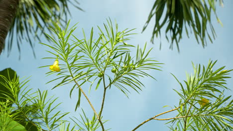 cascabela thevetia evergreen tropical shrub tree branches with yellow flower and green fruit against blue sky