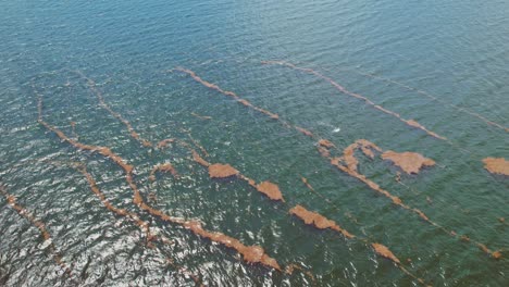 lines of grasses on the water coming close to shore - sargassum grass