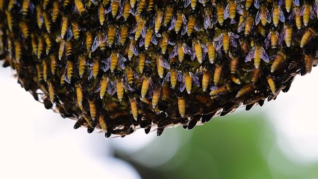 se sabe que las abejas melíferas gigantes construyen grandes colonias de nidos con bolsillos simétricos hechos de cera para almacenar miel como fuente de alimento.