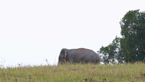 half body seen covered by grass on the ridge during the afternoon, indian elephant elephas maximus indicus, thailand