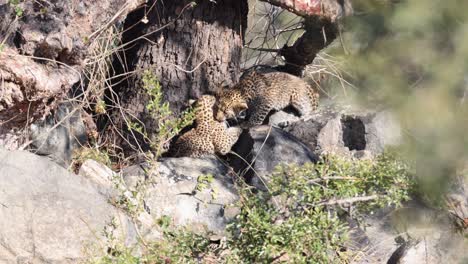 two cute, fluffy leopard cubs play fight on rocks near large tree