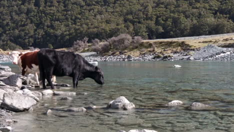 slowmotion shot of cows drinking from the fresh rob roy glacier water at wanaka, new zealand