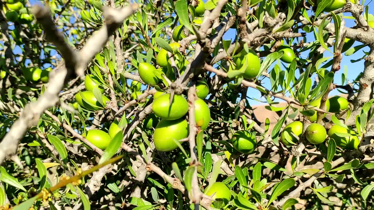 ramas de árboles de argán con nueces maduras y hojas verdes