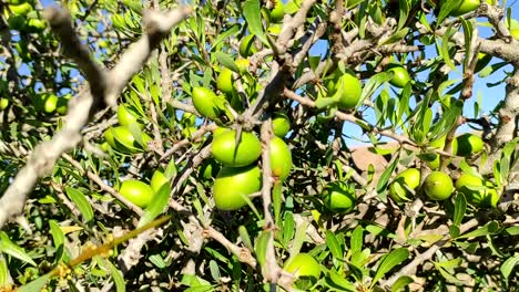 Argan tree branches with ripe nuts and green leaves