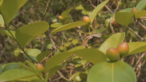Beautiful leafs on the kantam berry tree moving from the wind