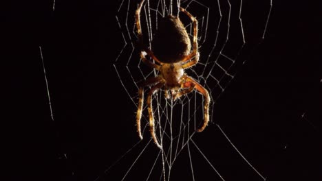 a wasp wrapped in a spider net is seen dangling from a spider thread with a large orb-weaver spider in the center of the spiderweb above it, pan up macro shot, focus adjusts