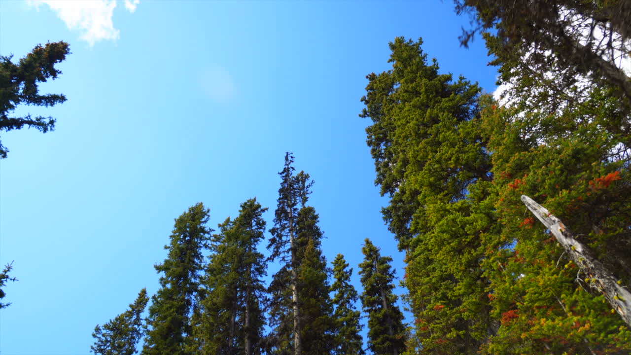 캐나다 앨버타주 밴프 국립공원에서 낮 동안 나무를 올려다본다.