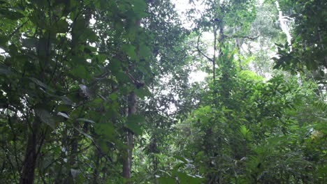 Up-view-of-the-trees-inside-the-Amazon-rainforest