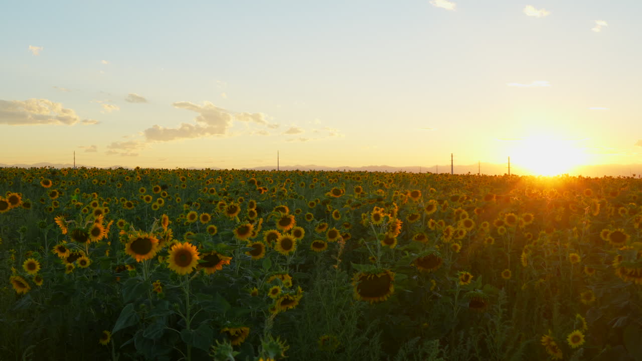 impresionante avión no tripulado cinematográfico suave a la izquierda movimiento verano atardecer naranja amarillo magnífico granjero de colorado campo de girasol paisaje de montaña rocosa pequeñas nubes kansas nebraska rango de frente denver épica