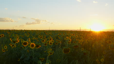 Impresionante-Cinemático-Drone-Suave-Hacia-La-Izquierda-Movimiento-Verano-Atardecer-Naranja-Amarillo-Maravilloso-Colorado-Granjero-Campo-De-Girasoles-Montaña-Rocosa-Paisaje-Pequeñas-Nubes-Kansas-Nebraska-Rango-Frontal-Denver-épico