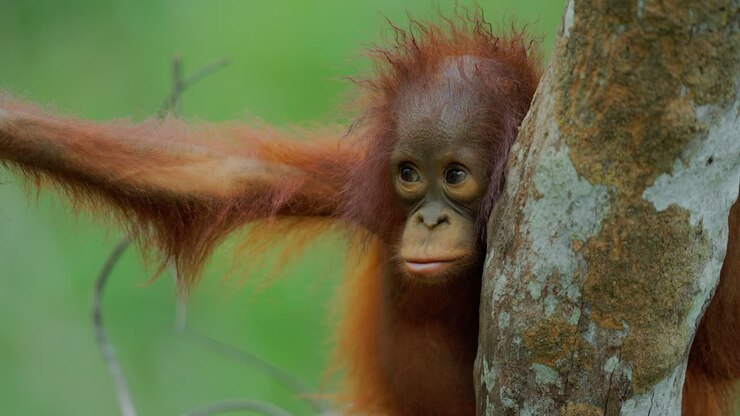 Baby Orangutan in a Tree