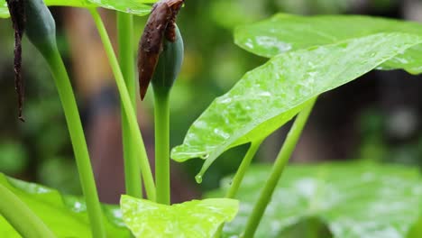 time-lapse of elephant ear plant growth